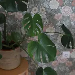 Miamar *